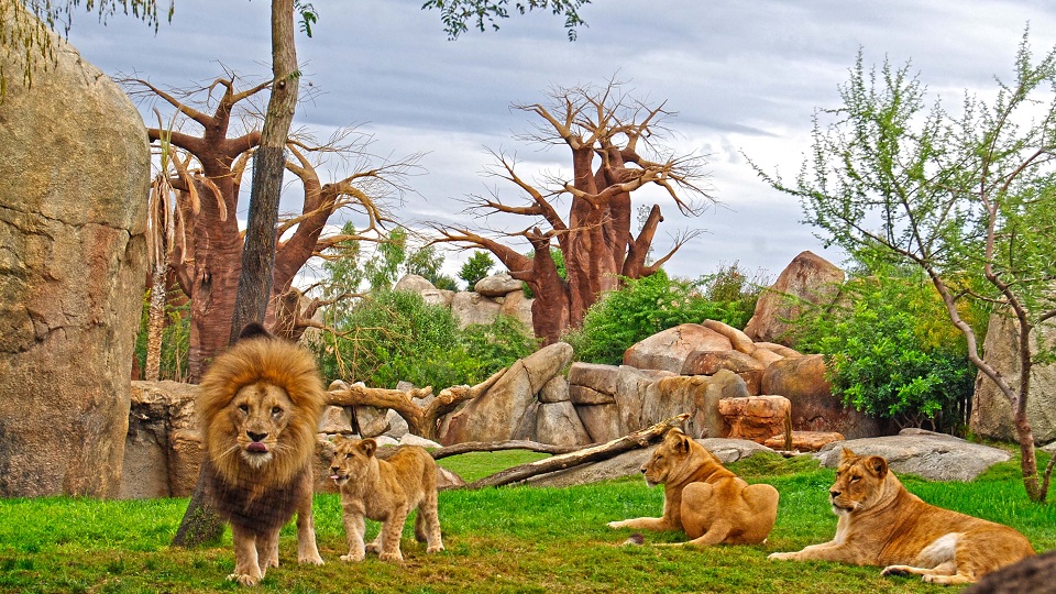 Bioparc Valencia entradas 2x1 descuentos