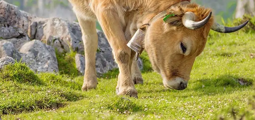 Lugares para una escapada en Asturias con encanto 🐮 ¡Rumbo al norte!