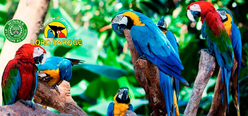 Loro Parque Tenerife entradas con descuento 🦜 Ofertas en packs 🎟+🛌