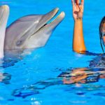 Zoomarine pack familia Zoomarine 2x1 Zoomarine Algarve precios Entradas Zoomarine Voucher promocional Zoomarine Groupon Zoomarine Zoomarine hotel y entradas Zoomarine horarios espectáculos Hotel + Entradas Zoomarine Entrada para 1 día o 2 días al parque Zoomarine Escapada Zoomarine Algarve Hotel + Entradas Entradas para Zoomarine Algarve Zoomarine Algarve 2x1 Entradas con Descuento 2025 Entradas a Zoomarine oferta 2x1, descuentos, promociones. Compra tus entradas online Zoomarine Algarve
