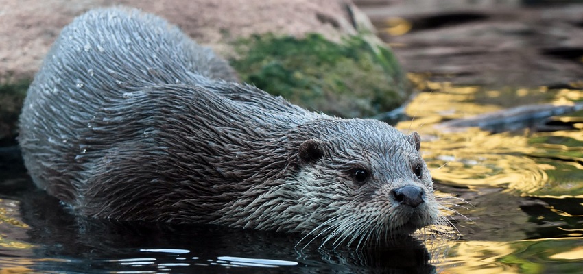 Entradas Zoo Barcelona con 15% descuento 🐾