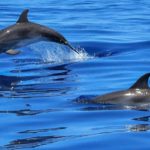 Avistamiento de delfines en Fuerteventura con Full Experience
