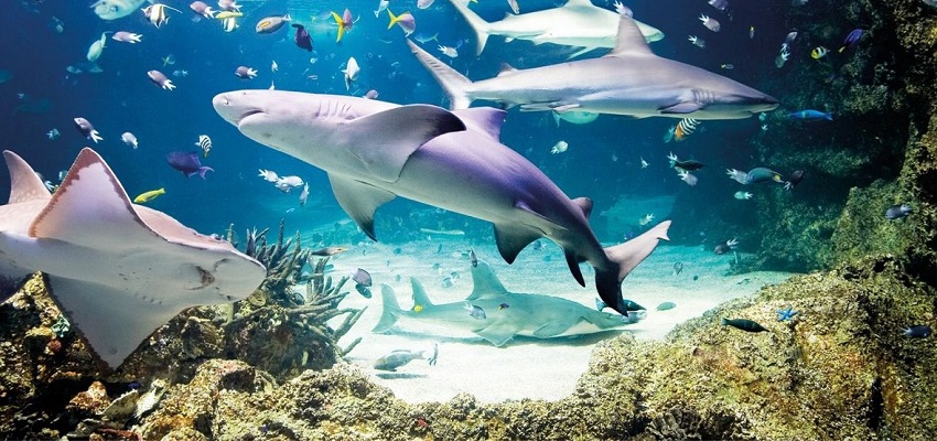 Sea Life Munich entradas con descuento exclusivo al Acuario de Múnich ♒🐟