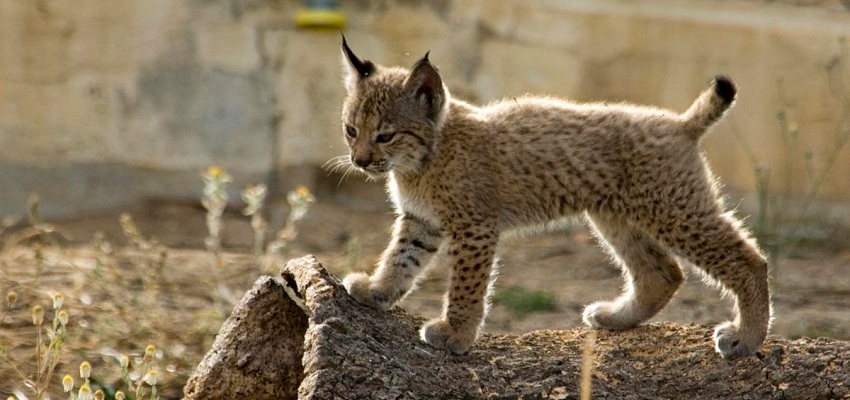 Zoo Koki entradas con descuento parque animales Toledo 🐾