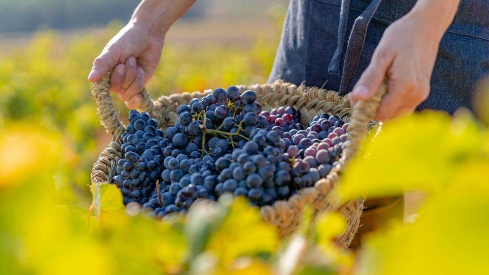 Ofertas catas de vinos en Valencia 2024. Enoturismo Valencia. Descuentos catas de vinos en Valencia capital. Regalar cata de vinos Valencia. Utiel - Requena cata de vinos Requena. Valencia visitas a bodegas.