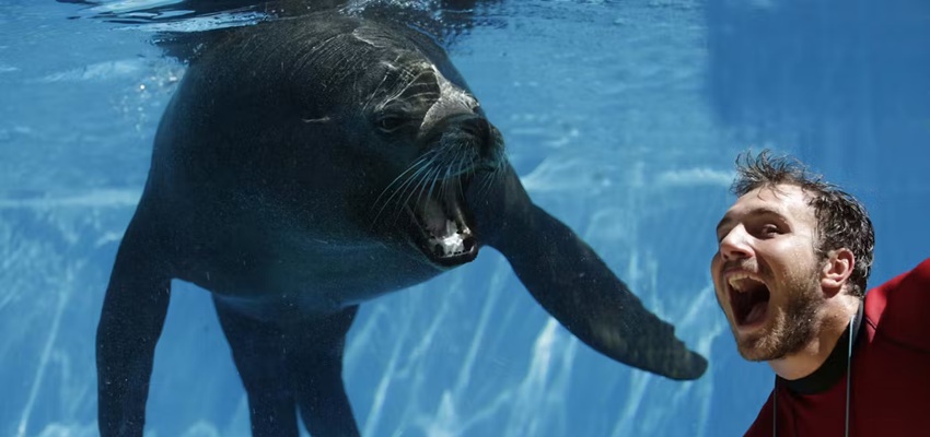 Zoomarine Roma descuento entradas parque acuático y delfinario de Pomezia 🐬